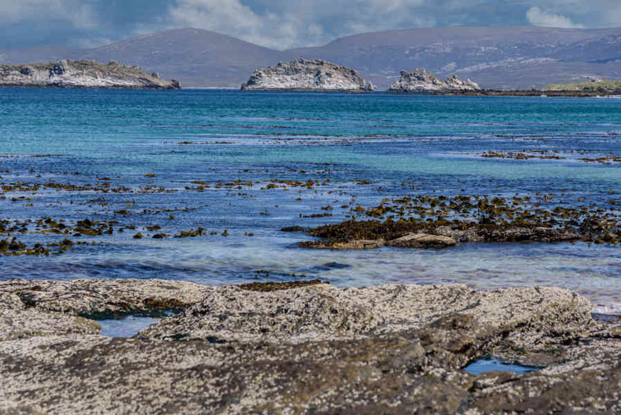 Islas Falkland o Malvinas 064 - New Island.jpg